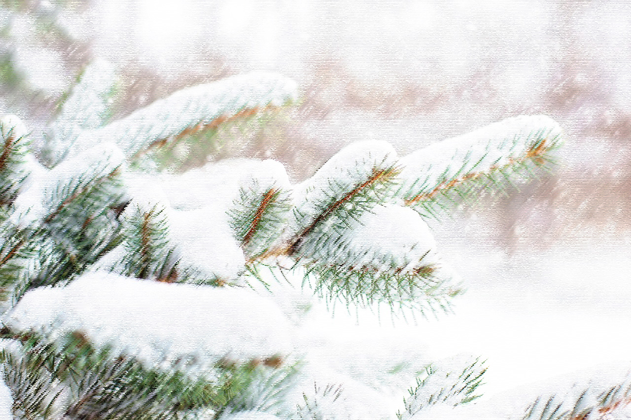 Pine tree branches with snow