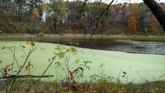 Photograph of an algal bloom on a lake in Iowa. Cyanobacterial harmful algal blooms, which can produce toxins that pose health risk to humans and animals, look like spilled paint on the water surface when present in Iowa’s lakes.