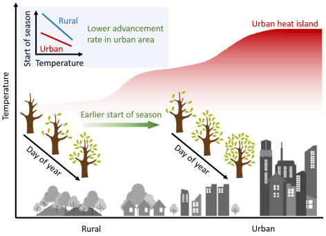 Schematic diagram showing the urban heat island effect on tree phenology.