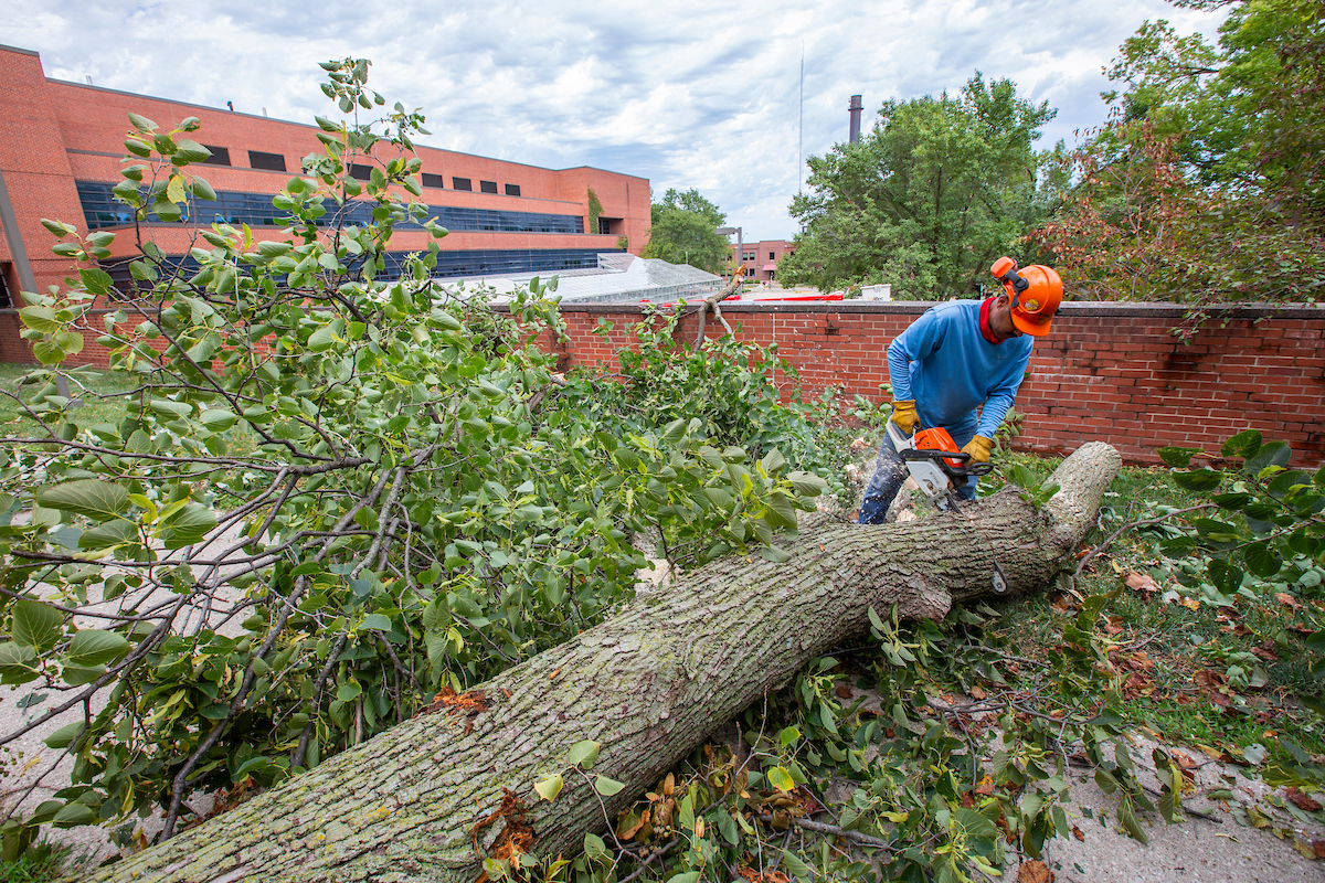 Efrain Ramirez of Campus Services works to clear a downed tree south of Agronomy Hall after the Aug. 10 derecho swept over campus.