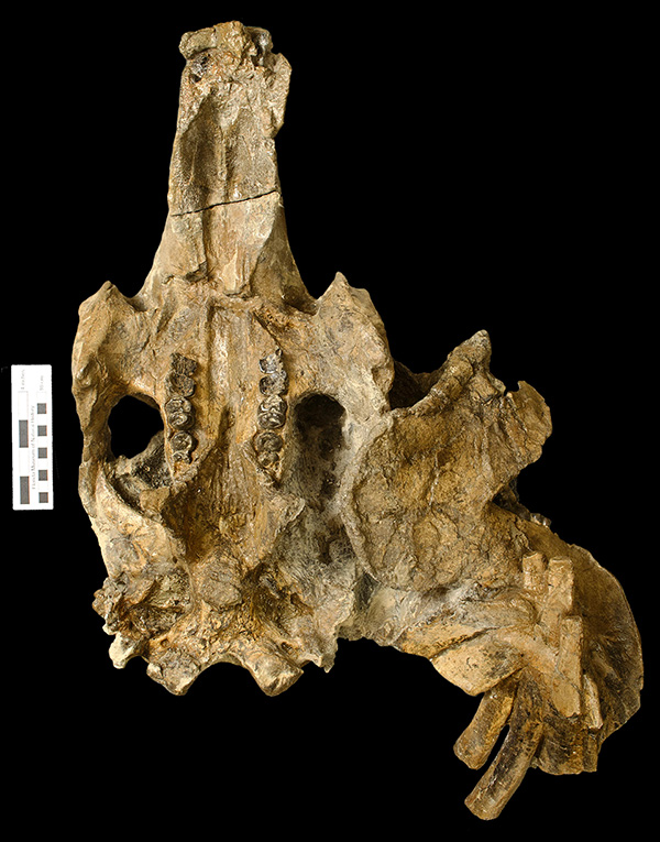 Skull (left, viewed from the underside) and lower jaw (right, in side view) of Culebratherium alemani, a 20-million-year-old fossil sea cow from Panama.