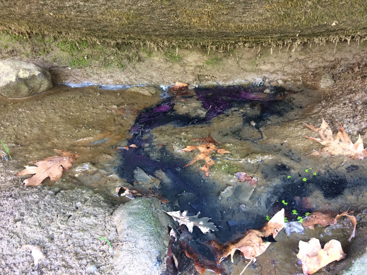 Anoxygenic photosynthetic bacteria in Iowa