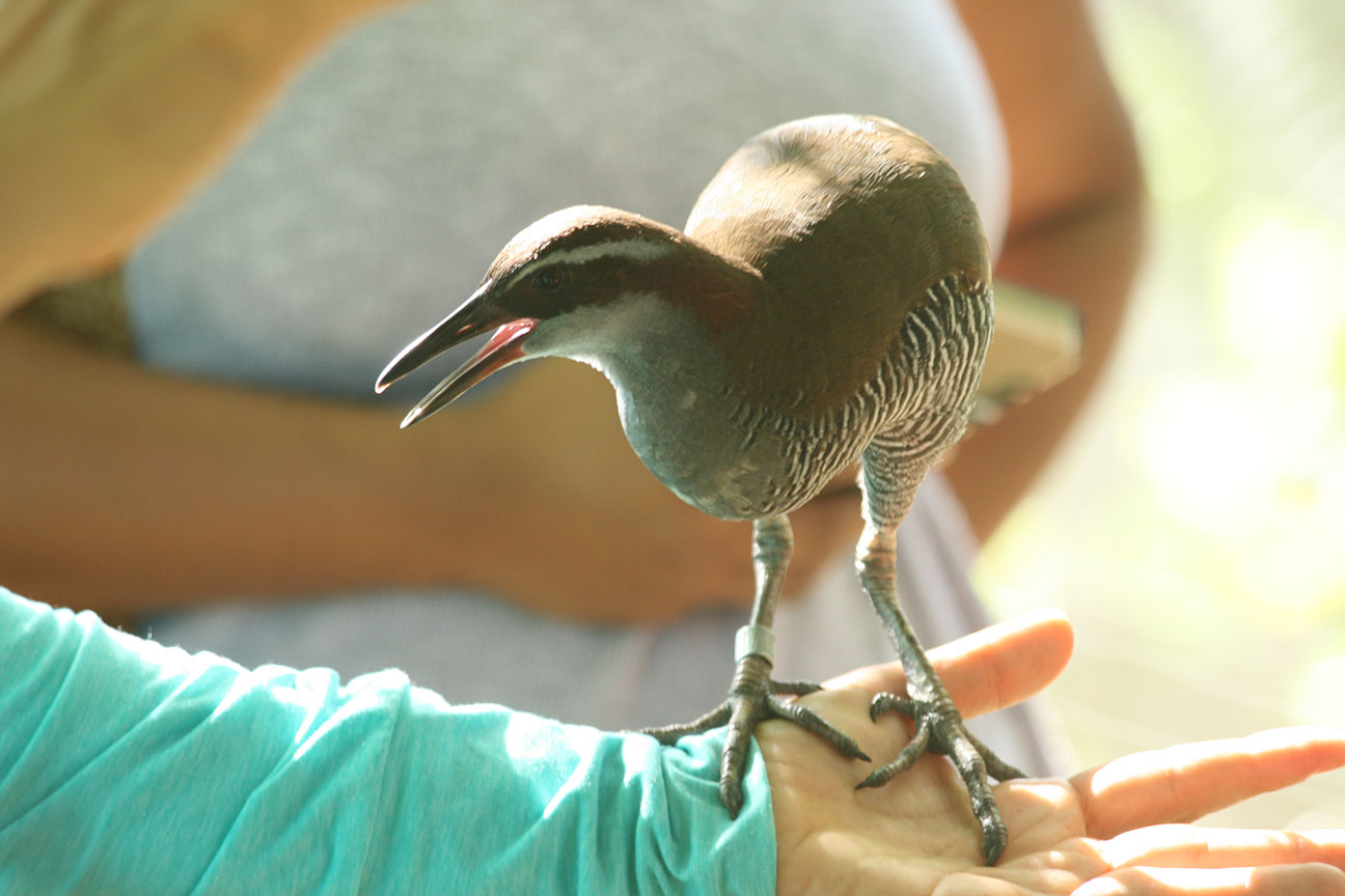 a ko'ko' bird sits on a researchers arm