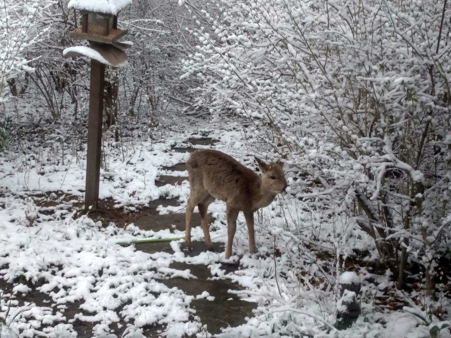 Deer walking on snowy path next to a bird feeder and snow-covered branches