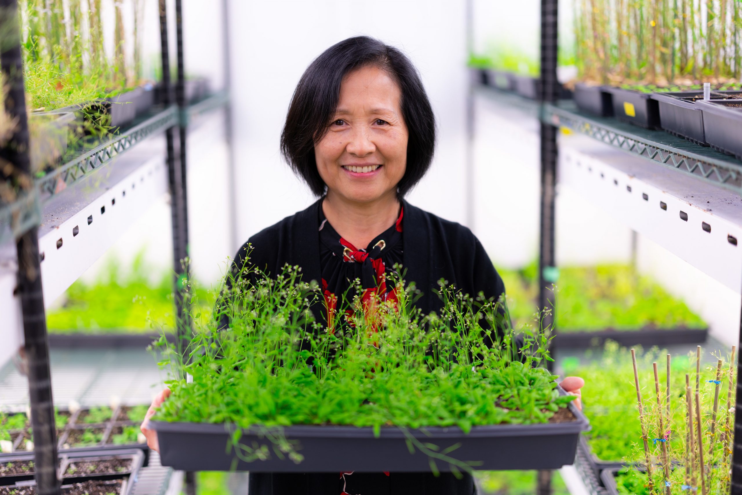 Hongqing Guo, assistant professor of genetics, development and cell biology, inside a plant growth room in the basement of the Advanced Teaching and Research Building. She is holding a tray of Arabidopsis thaliana, the plant she uses to study a gene that controls both growth and survival response.