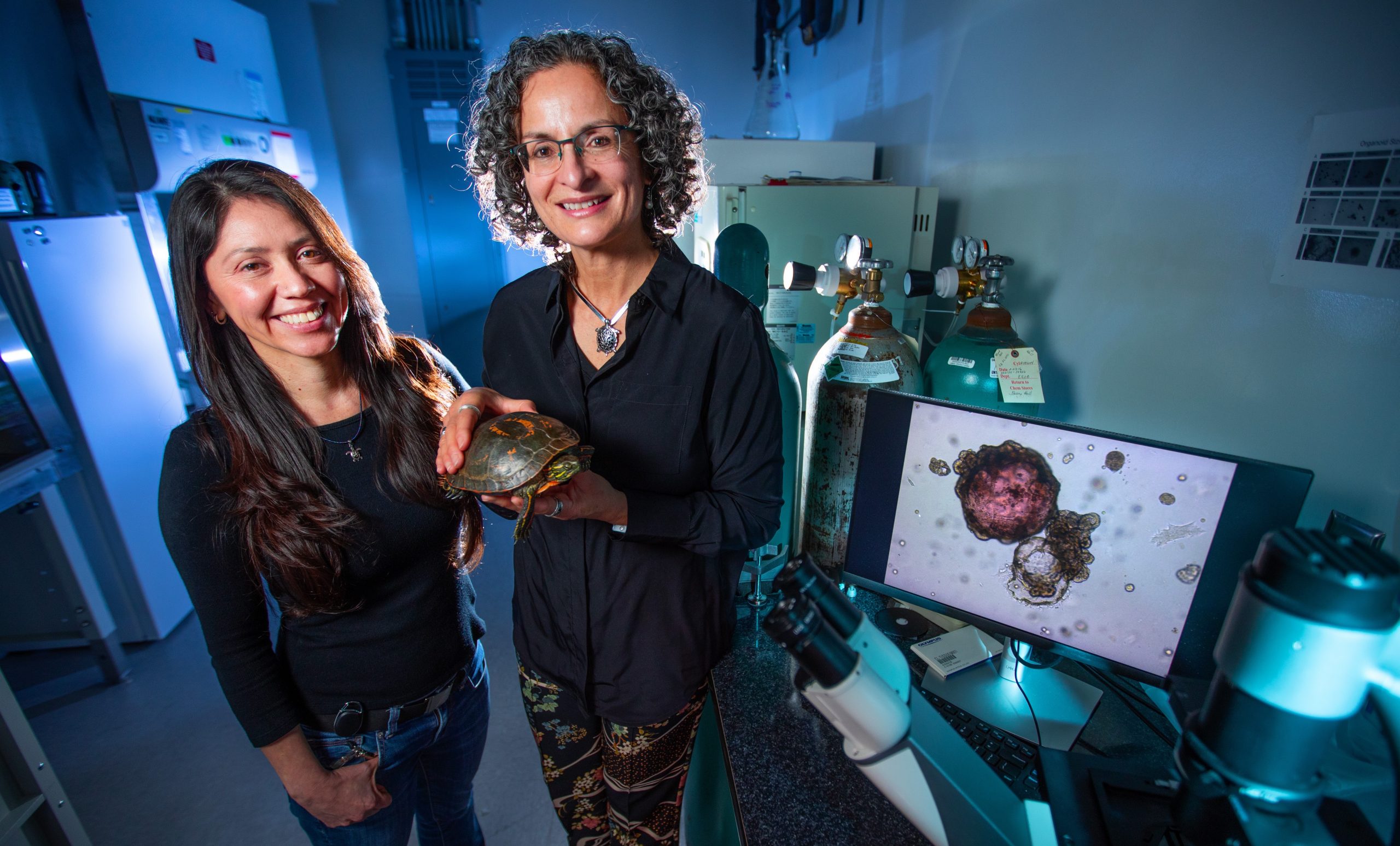 Professor of ecology, evolution and organismal biology Nicole Valenzuela, right, holding an adult painted turtle inside her Bessey Hall lab, with research scientist Itzel Sifuentes-Romero. A photo of turtle organoids is displayed on the monitor.