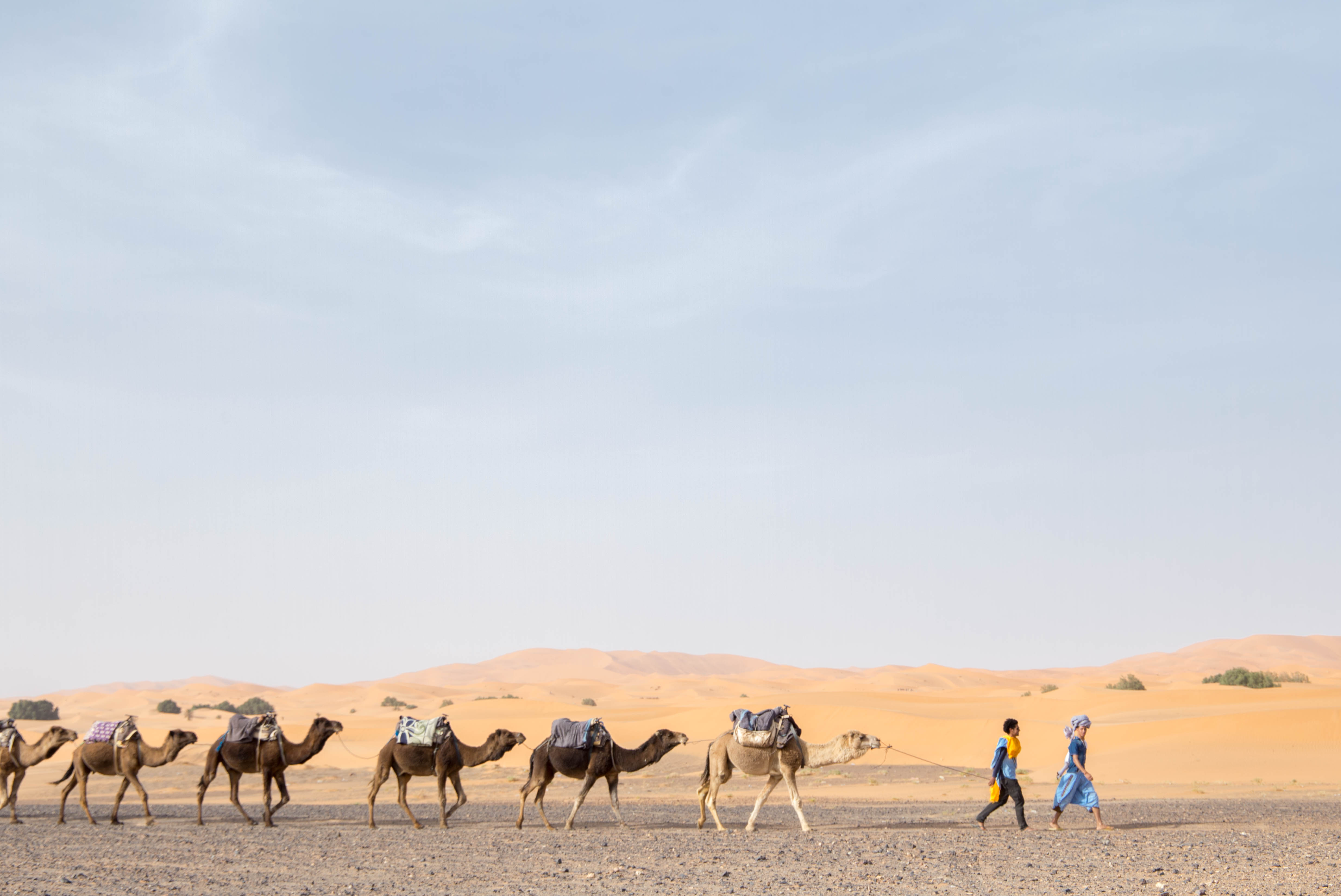 A student walks in front of a line of six camels.