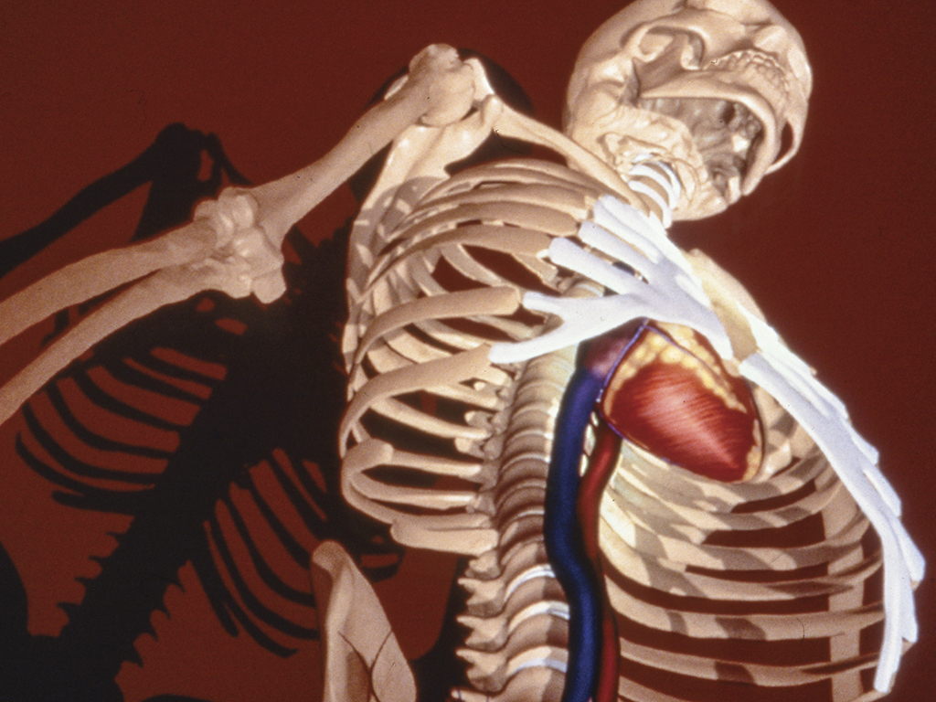 virtual skeleton from Dynamic Human CD-ROM