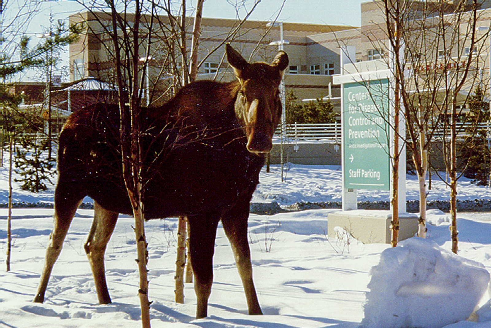 A moose stands in front of the CDC building in Anchorage