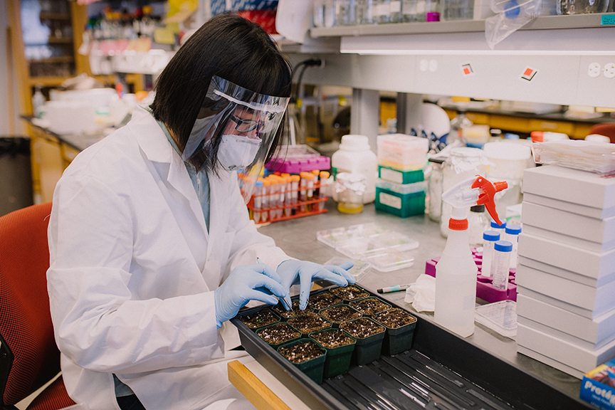 A research student uses a tweezers to plant seedlings