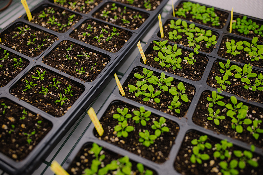 plant seedlings grow in the Bassham Lab