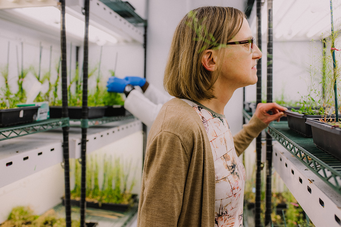 Diane Bassham inspects plants in her grow lab