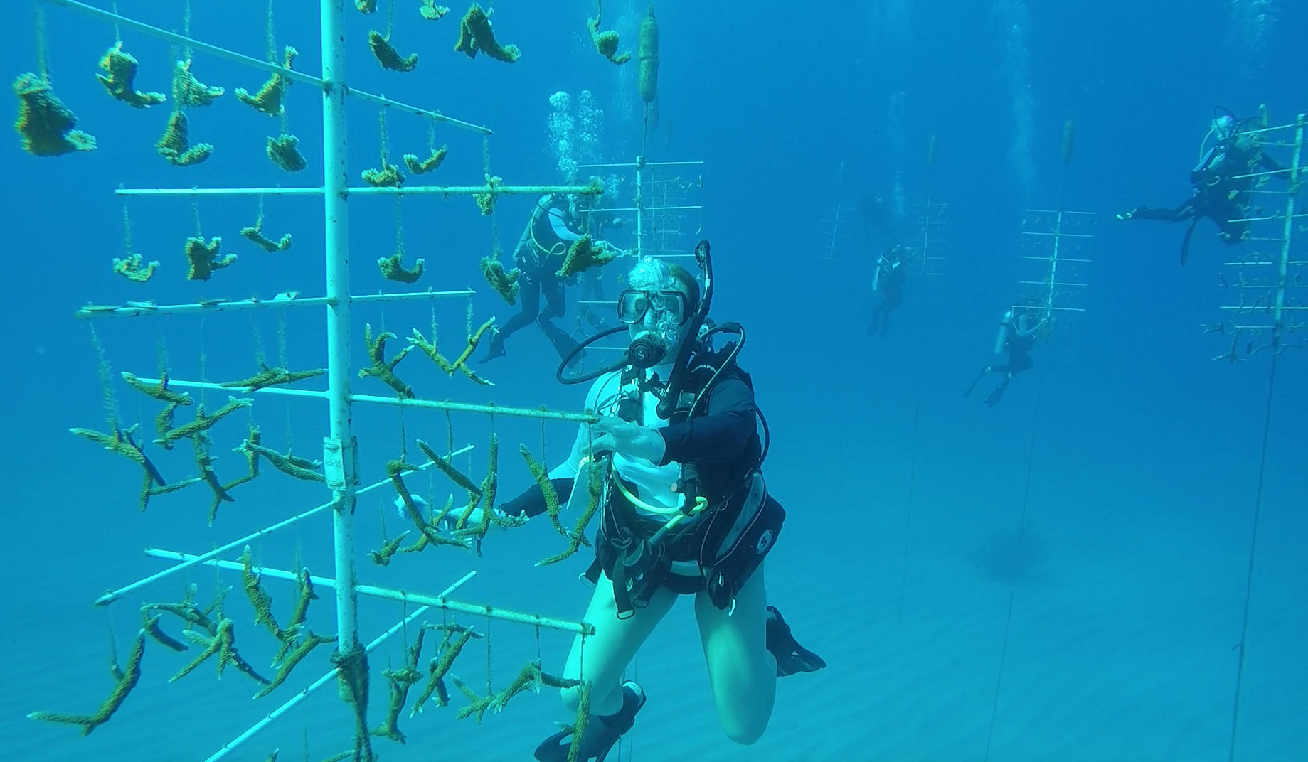 Iowa State students assist with a coral restoration project of the Roatán Institute for Marine Sciences in Honduras.