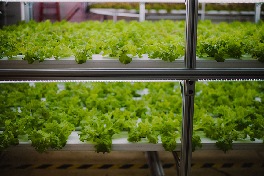 Lettuce growing inside Clayton Farms.