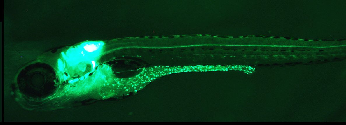 The fish larvae Kuhlman uses to isolate enteric neurons. The neurons in the brain and gut are labelled with a green fluorescent protein.
