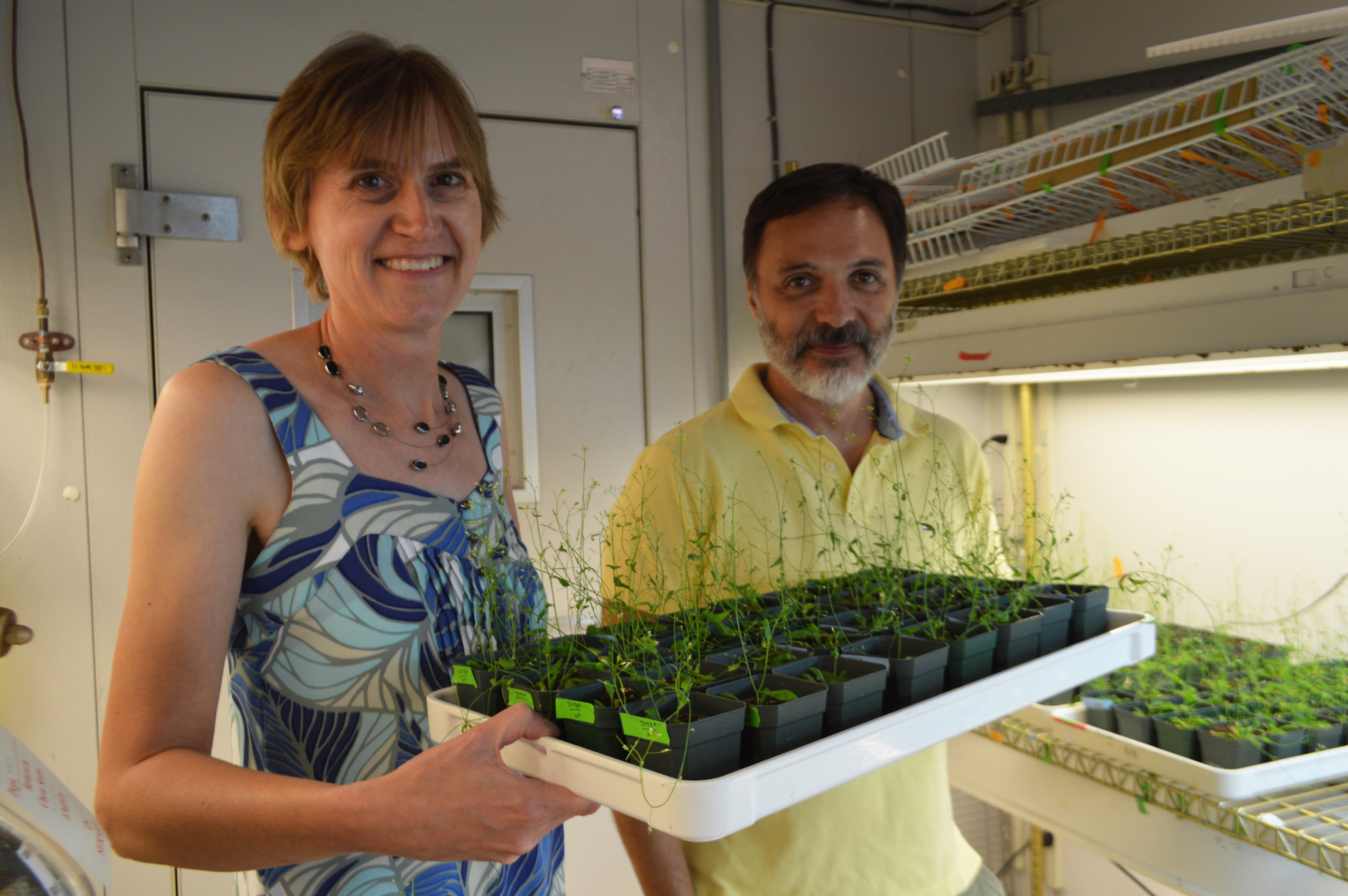 Diane Bassham and Gustavo MacIntosh hold a tray of Arabidopsis plants.
