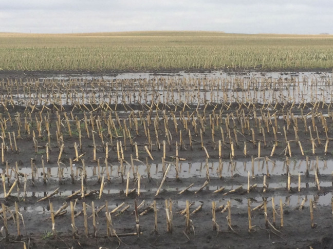 A view of a flooded field.