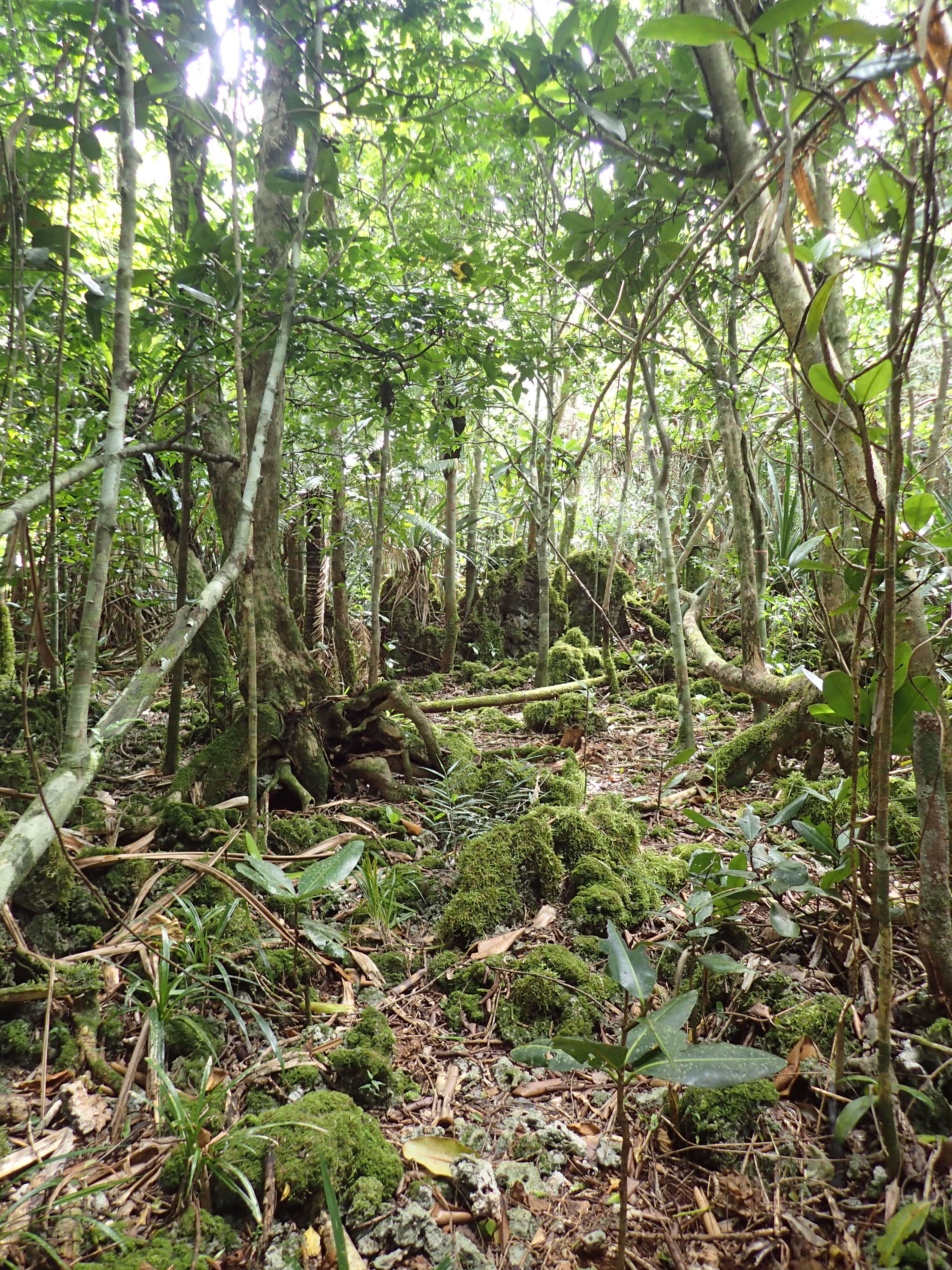 A typical limestone karst forest at one of the lab
