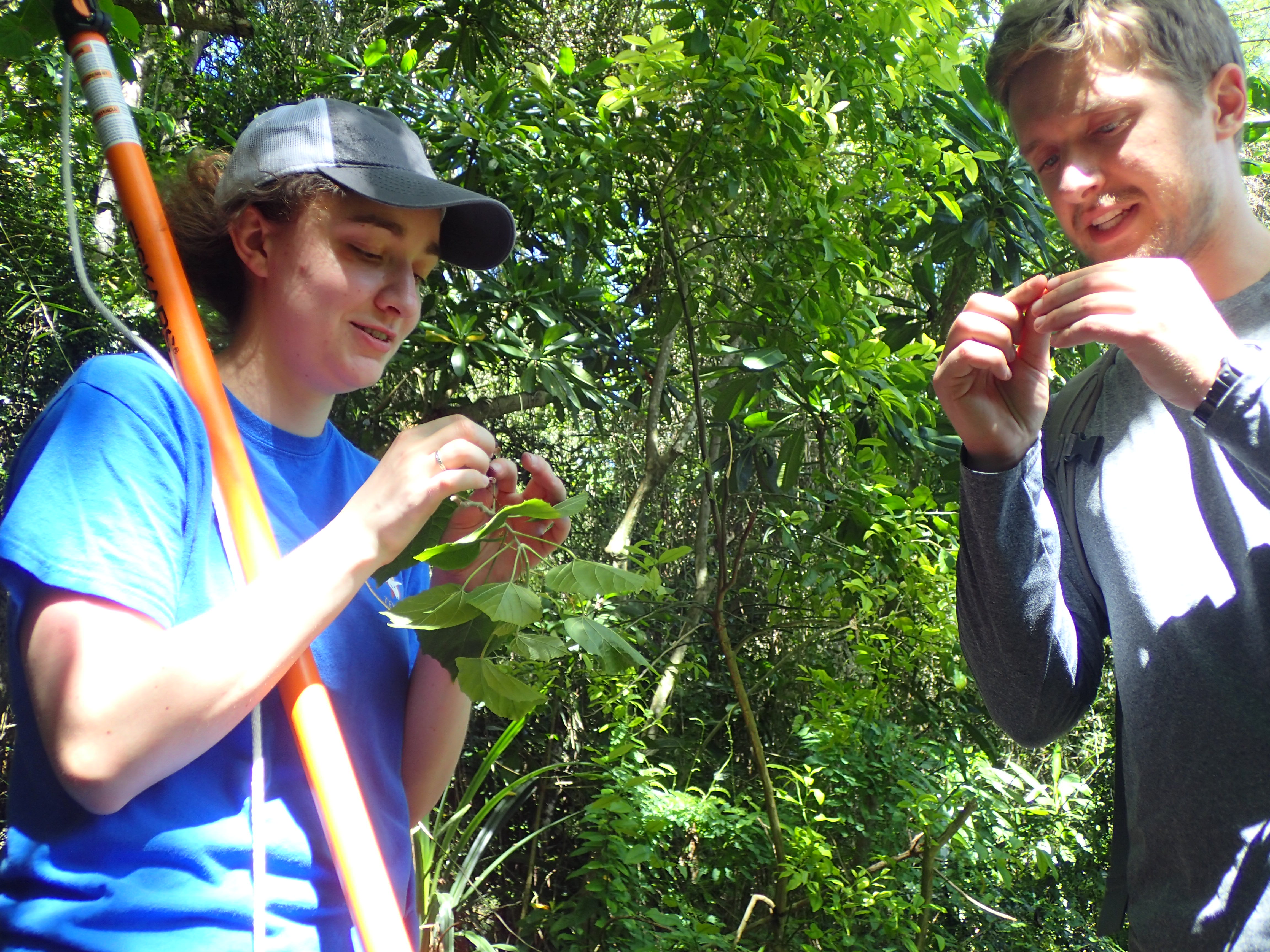 A woman on the right holds a pole pruner and looks at fruit, a man an the left looks at fruit, both in a jungle.