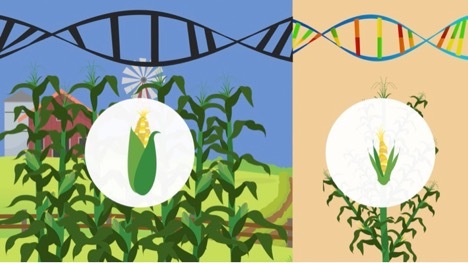 An illustration of domestic and wild corn and the double-stranded DNA helix.