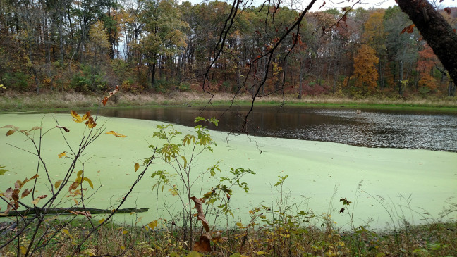 A lake surrounded by trees and half covered in green pond scum.