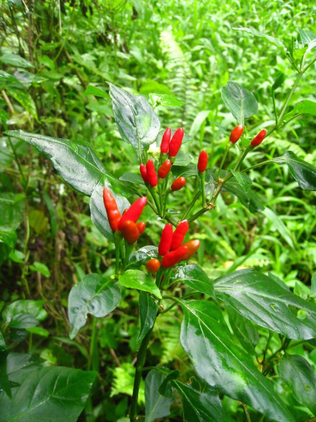 A chili plant in the wild.