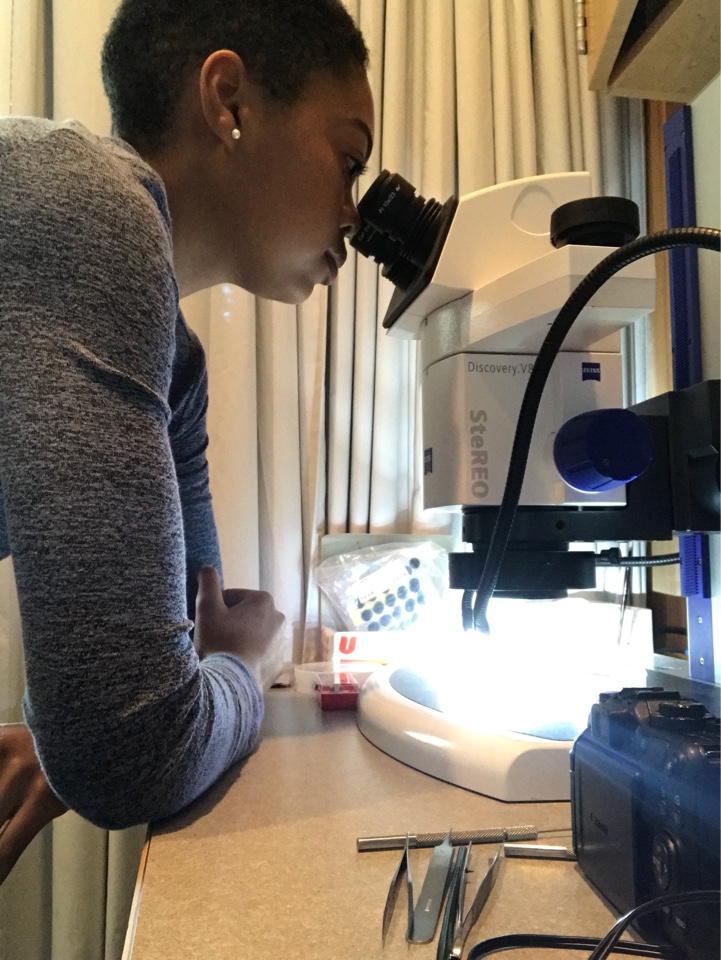 Toni Sleugh works on microscopy during her research experience for undergraduates (REU) at the Marine Biological Laboratory in Woods Hole, Massachusetts.