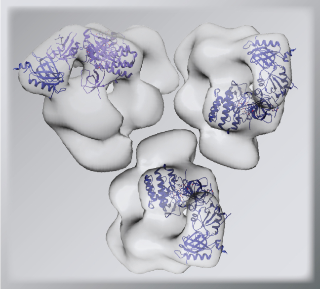 A graphic of specific proteins in a protein complex.