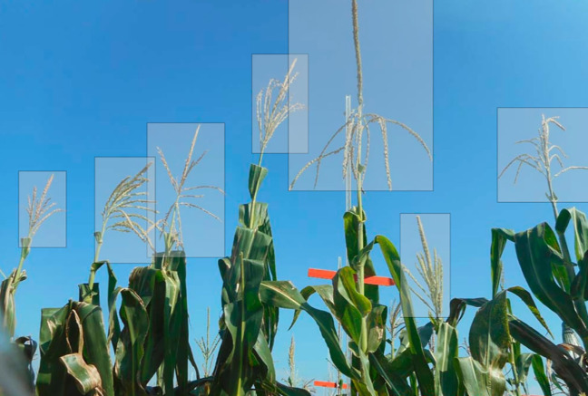 Corn with boxes drawn around the tassels.