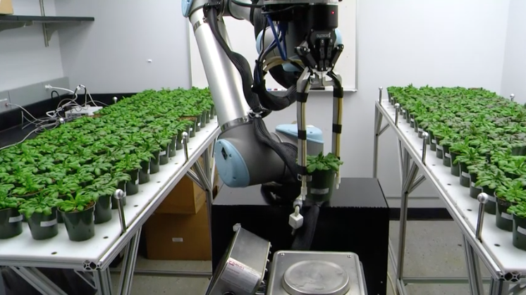 Robot arm placing a potted plant on a small platform for scientific observation.