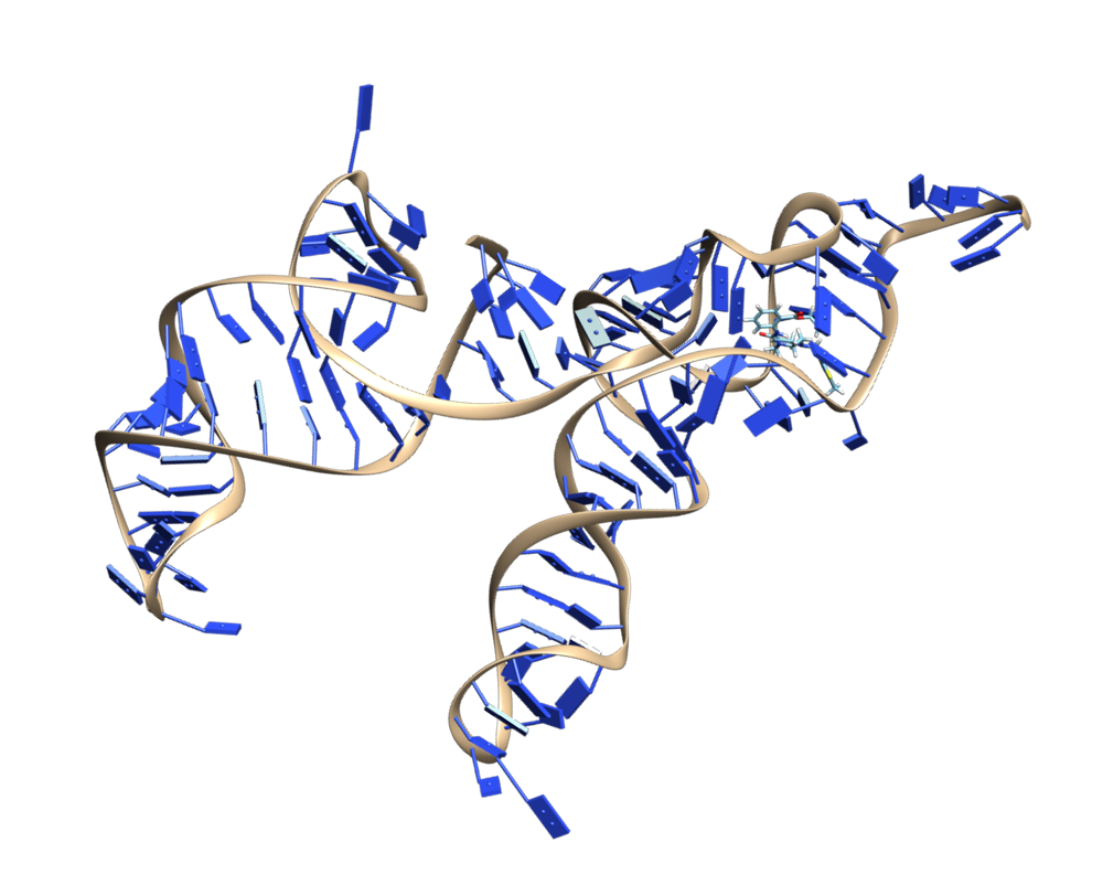 RNA strand