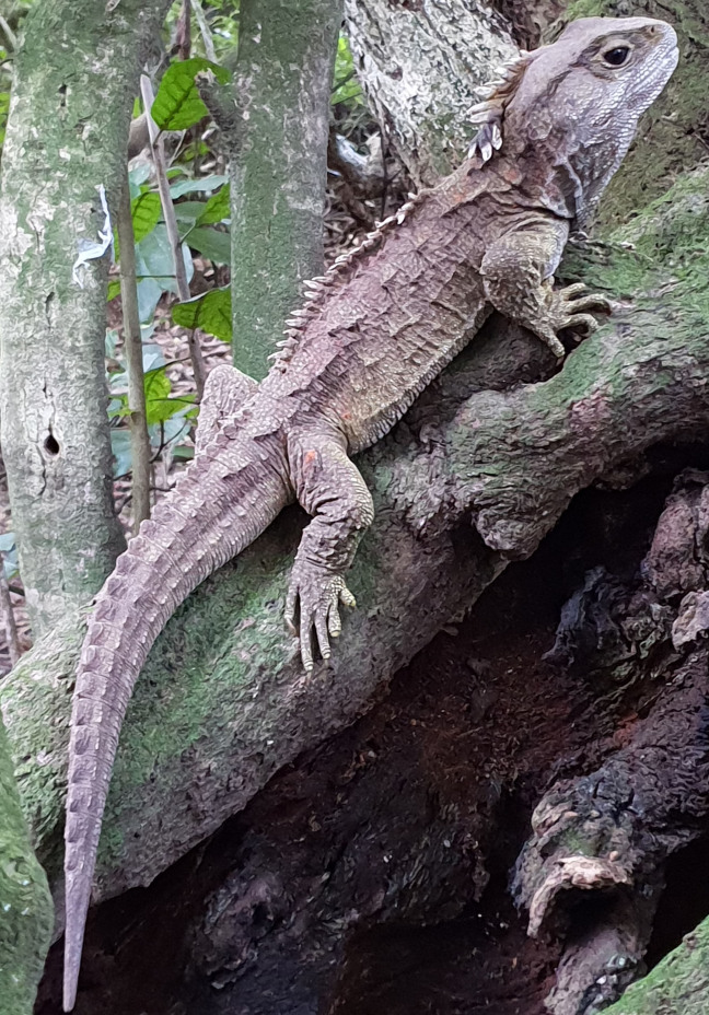 a leathery tuatara lazes on a tree.