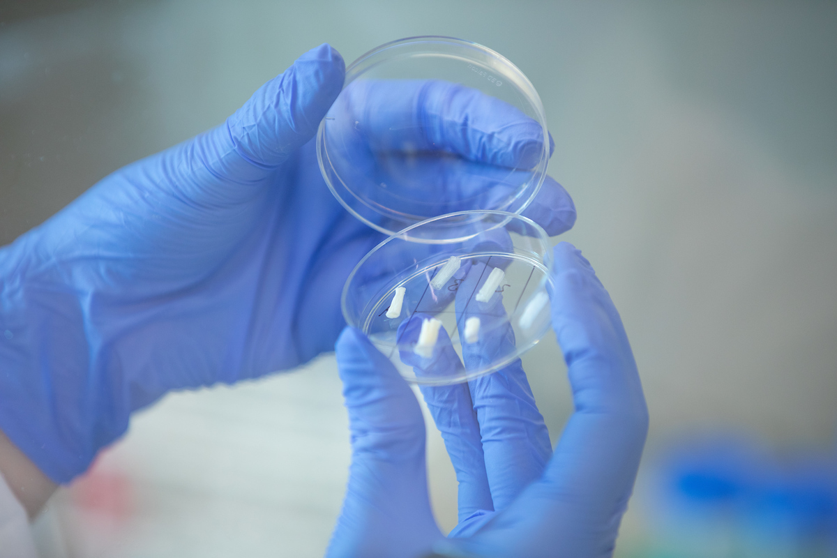 Gloved hands show tiny, white structures in a petri dish