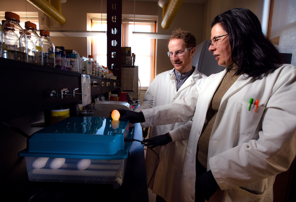 Associate Professor of Molecular Microbiology Melha Mellata and Ph.D. student Jared Meinin-Jochum illuminate an egg in a lab.