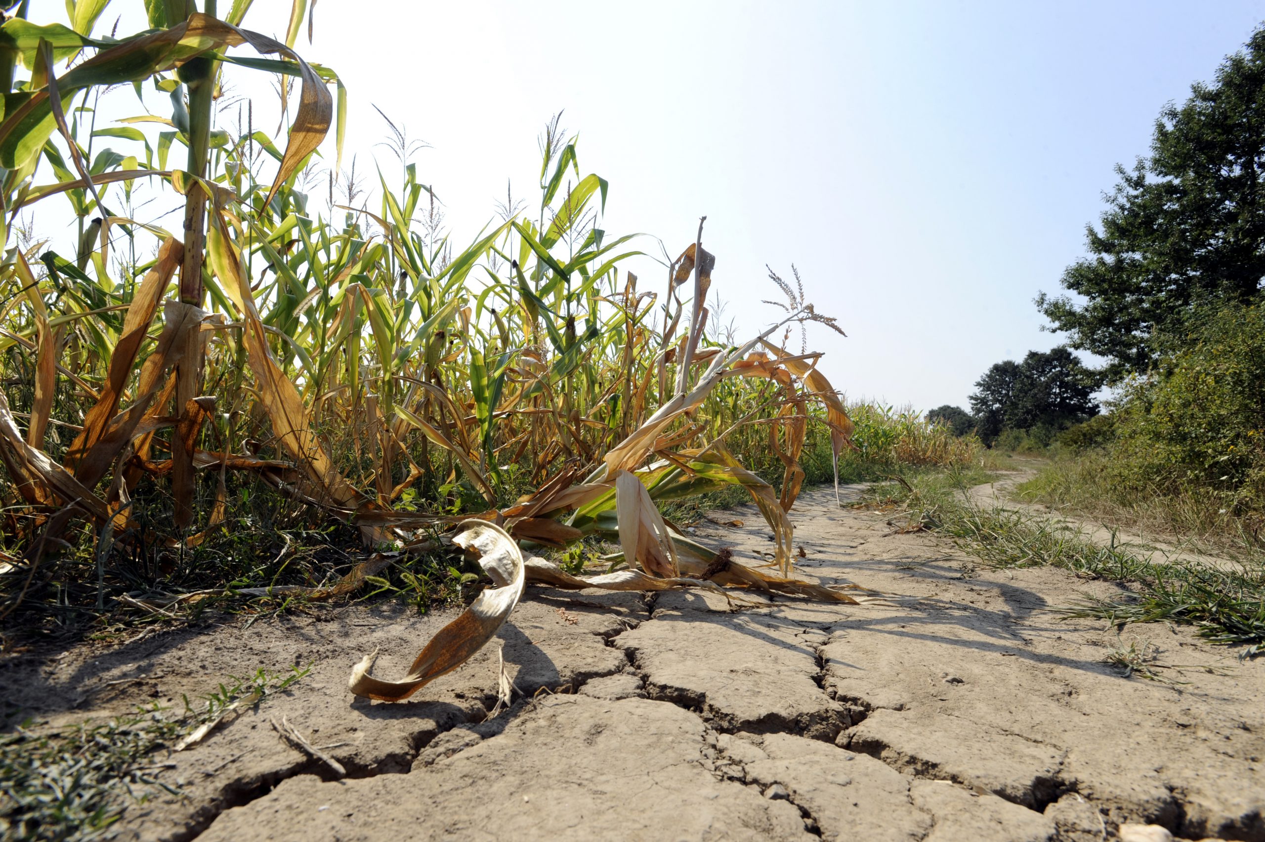 Drought in a cornfield.