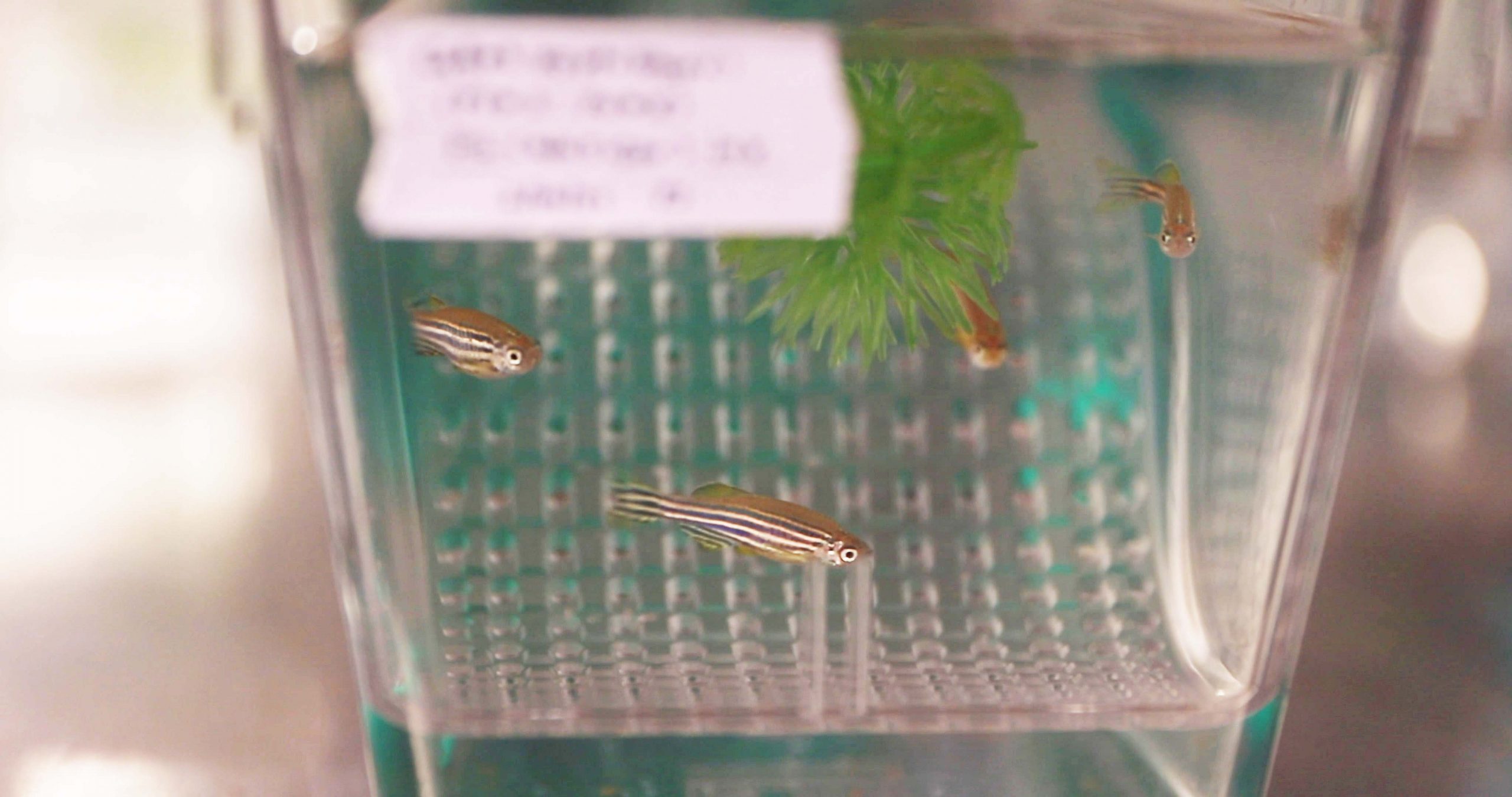 Zebrafish