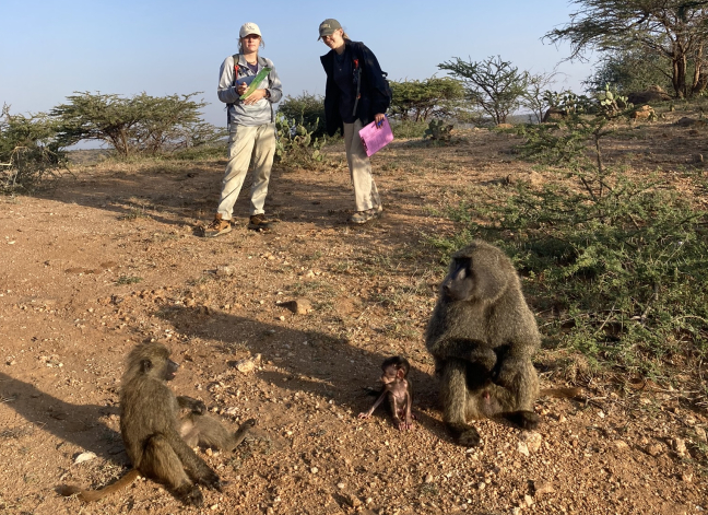 EEOB graduate students study baboons in Kenya.