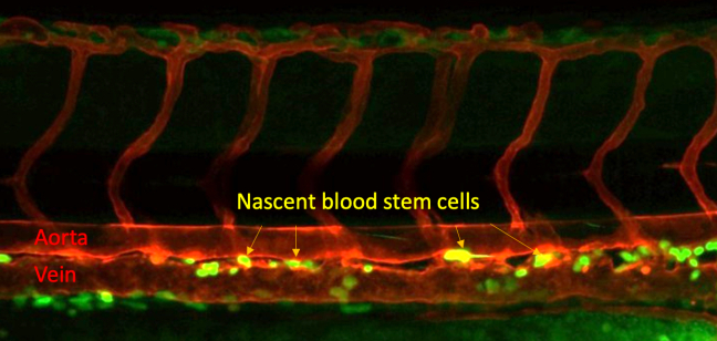 Nascent blood stem cells