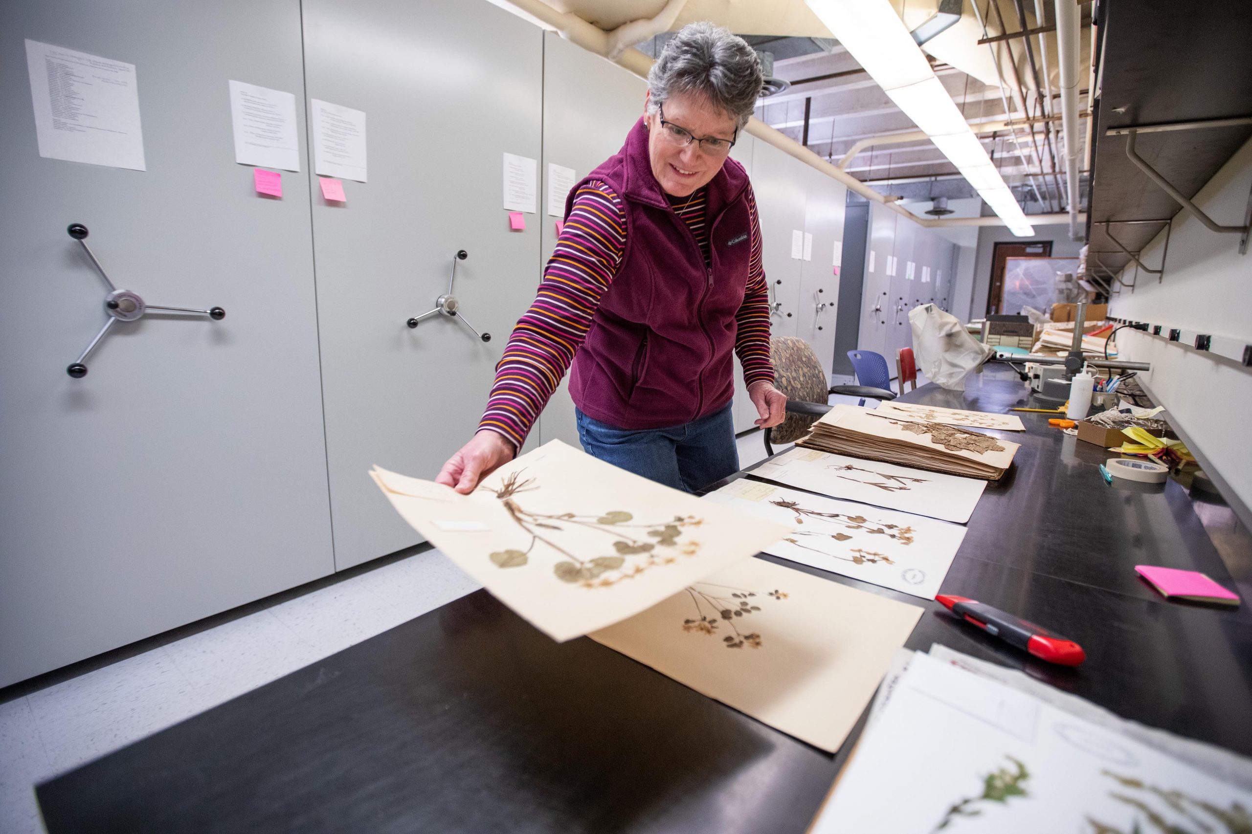 Deb Lewis is curator of the Ada Hayden Herbarium inside Bessey Hall at Iowa State University.