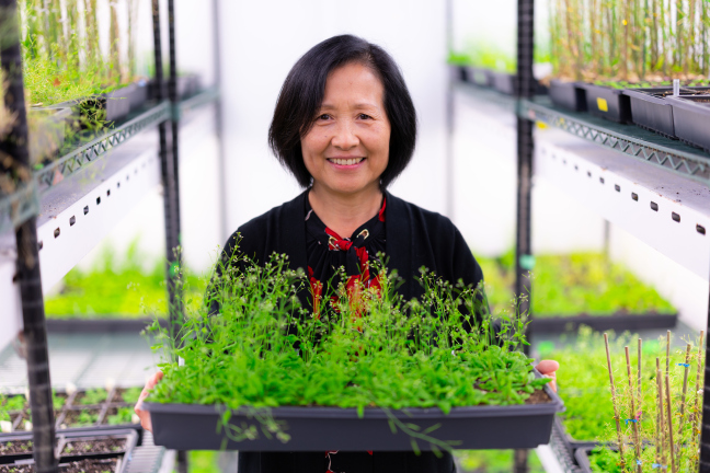 Hongqing Guo, assistant professor of genetics, development and cell biology at Iowa State University.