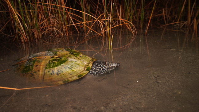 A turtle in a swamp.