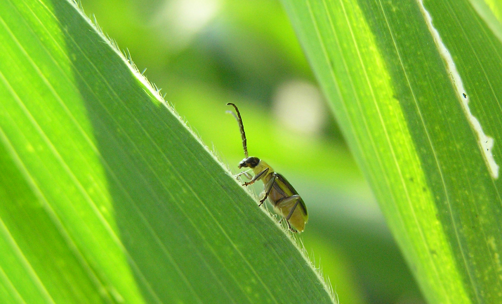 An adult Western corn rootworm crawls on a corn leaf. Photo by Nick Lauter, USDA-ARS.