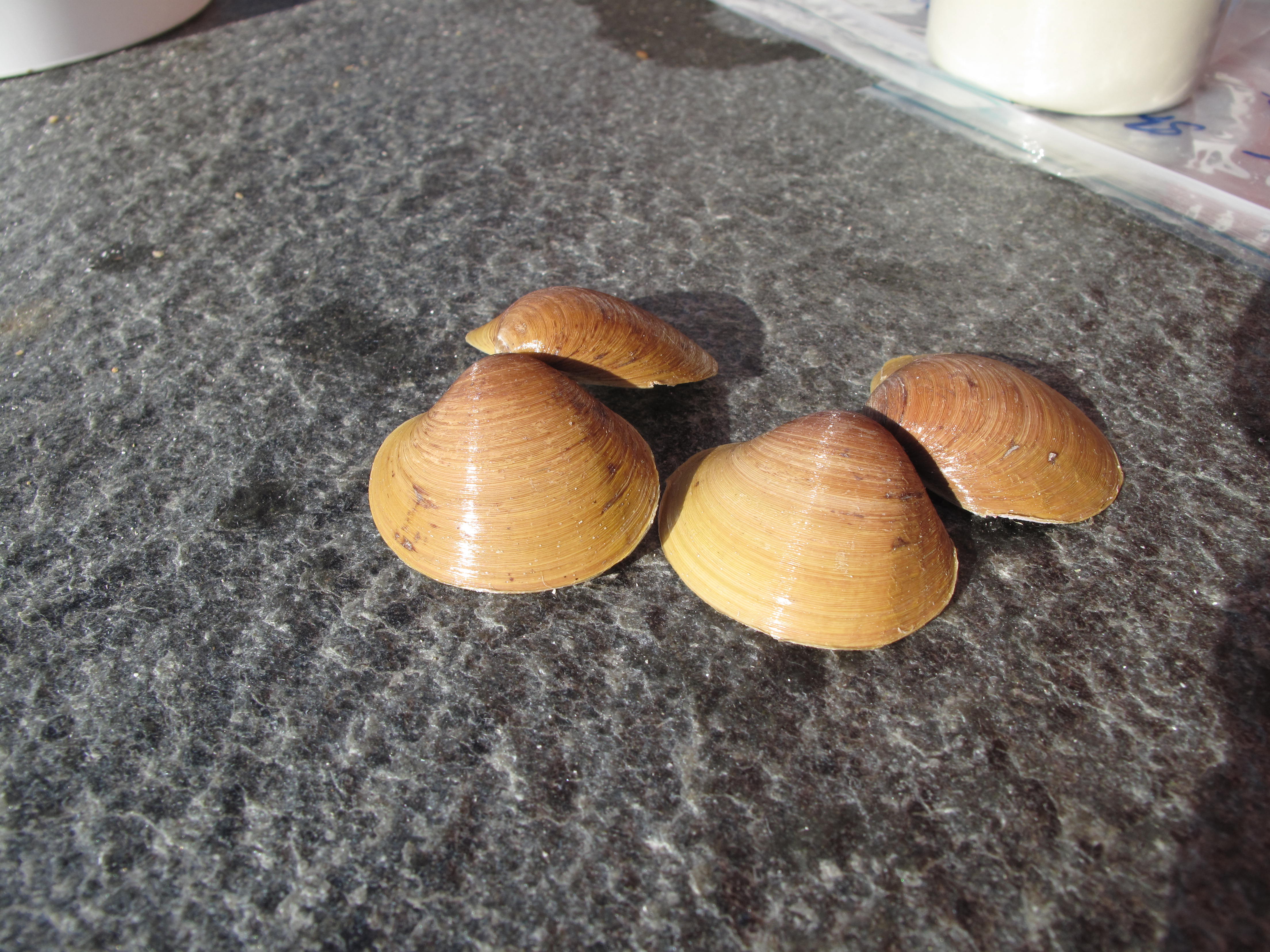 Two little clams from deepwater