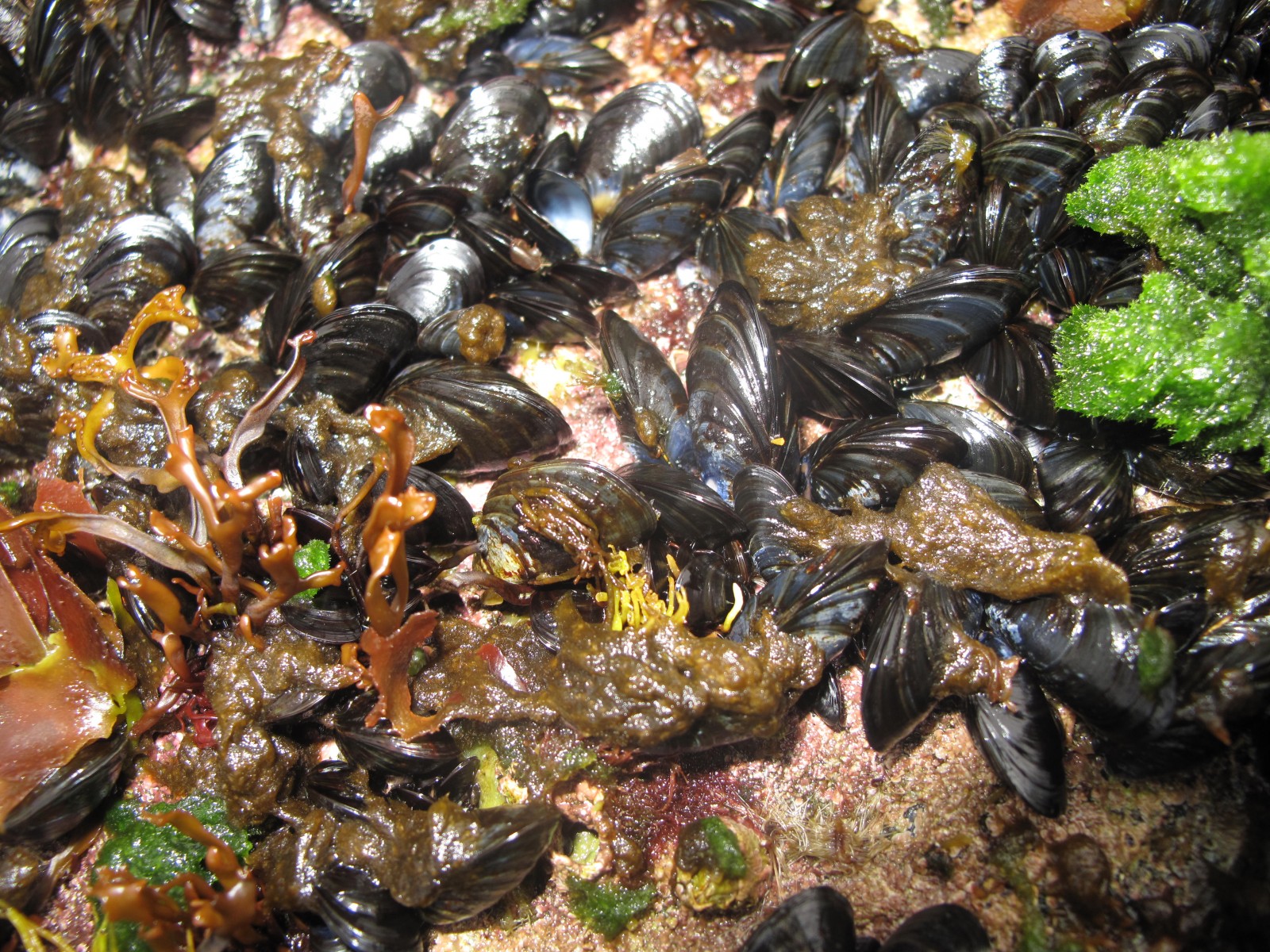 Blue mussels – we collected some of these and steamed them up for an appetizer