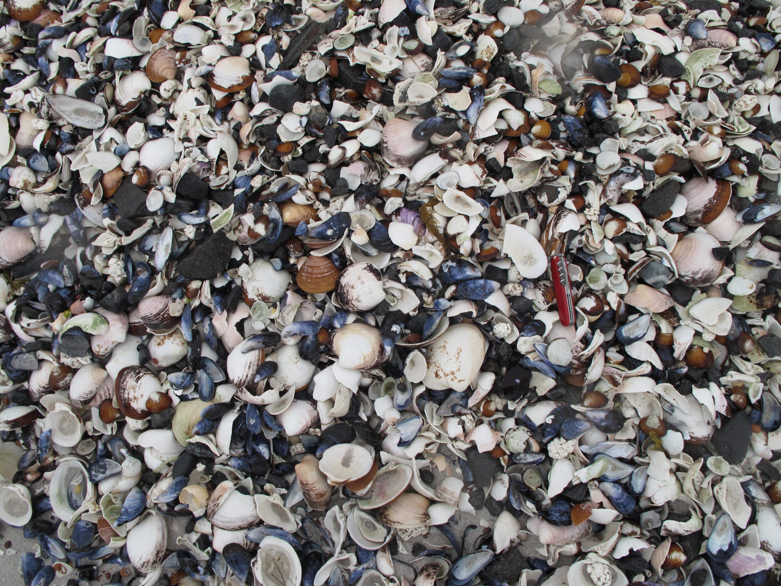 Pile ‘o shells on the beach