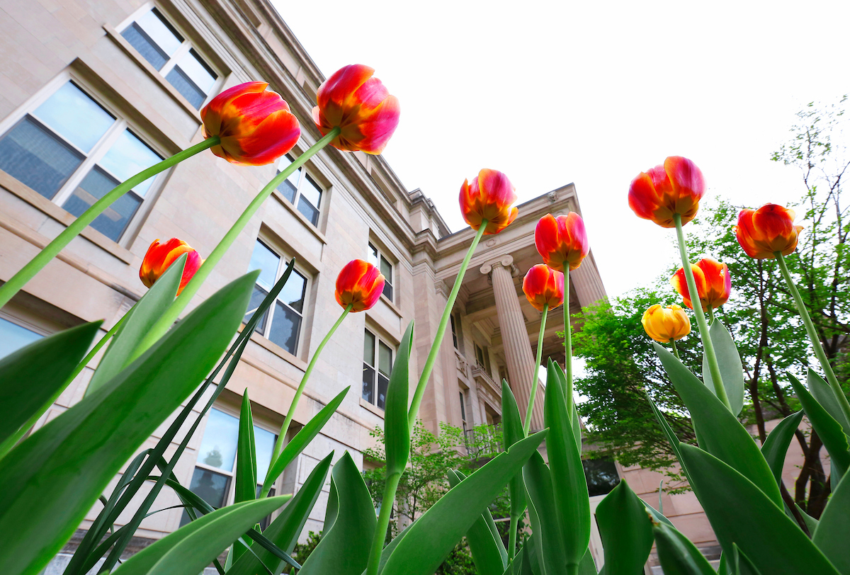 cardinal and gold tulips blooming outside of Curtiss hall